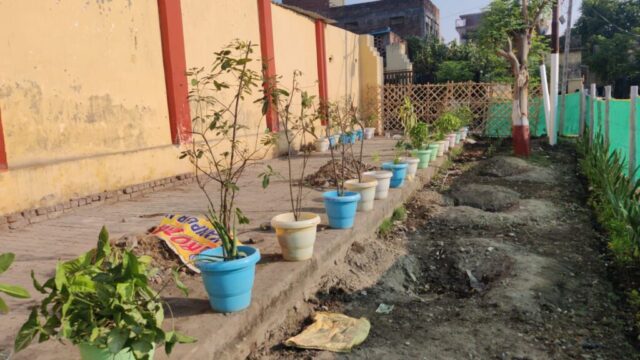 tree-2026 (24)